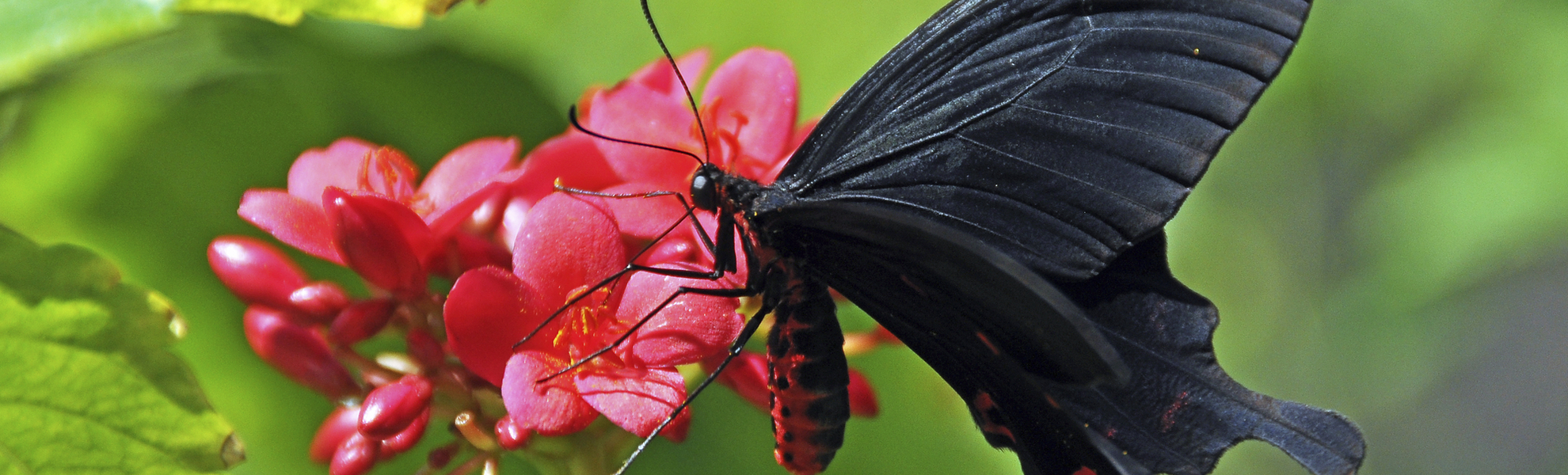 Schmetterling, auf der Karibikinsel Sint Maarten