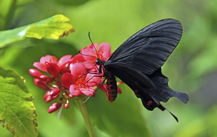 Schmetterling, auf der Karibikinsel Sint Maarten