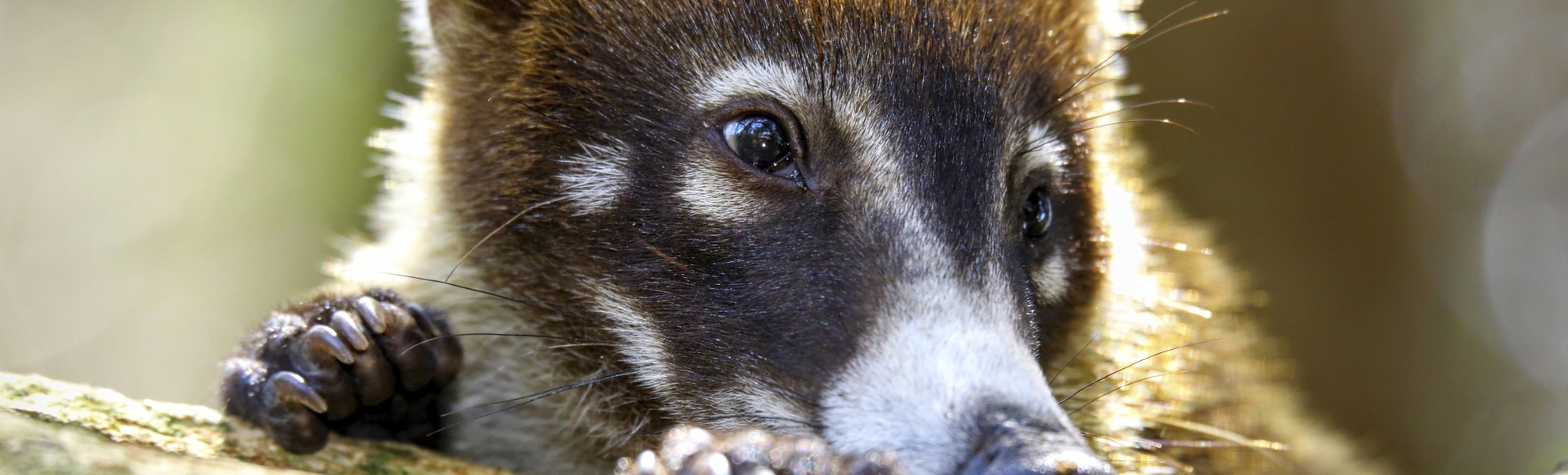 Mangroven-Ausflug mit dem Boot