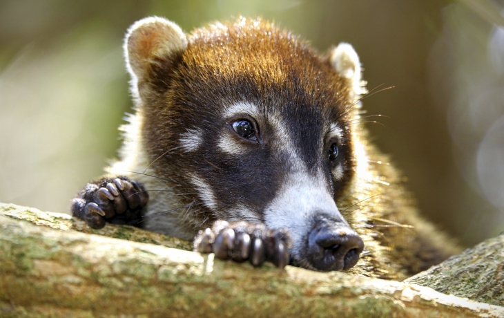Mangroven-Ausflug mit dem Boot