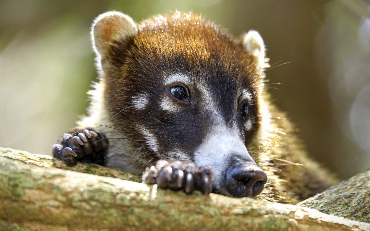 Mangroven-Ausflug mit dem Boot