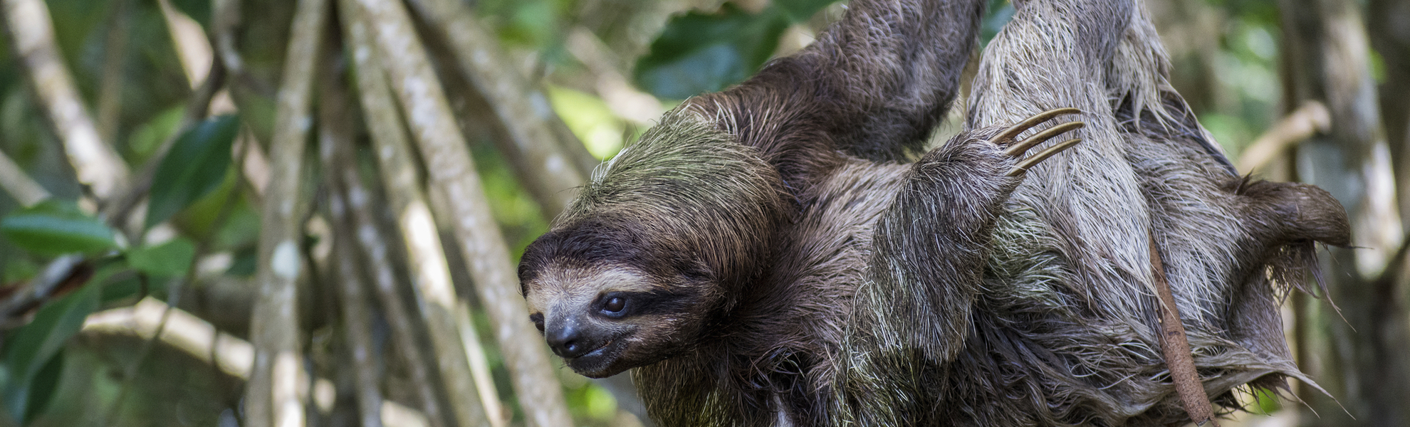 Mangroven-Ausflug mit dem Boot