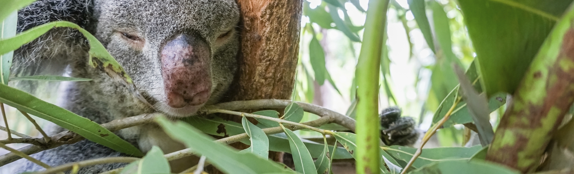 Townsville, Magnetic Island