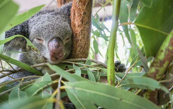 Townsville, Magnetic Island