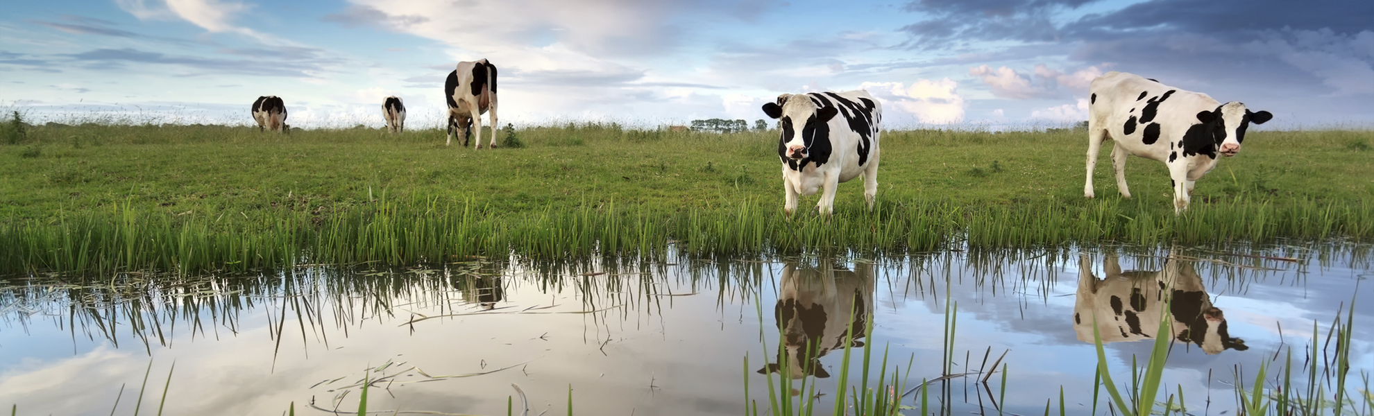 Kühe auf der Weide, Niederlande