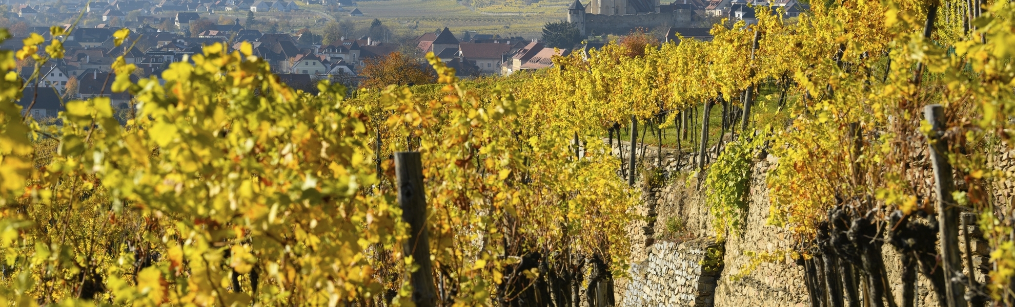Herbst in der Wachau