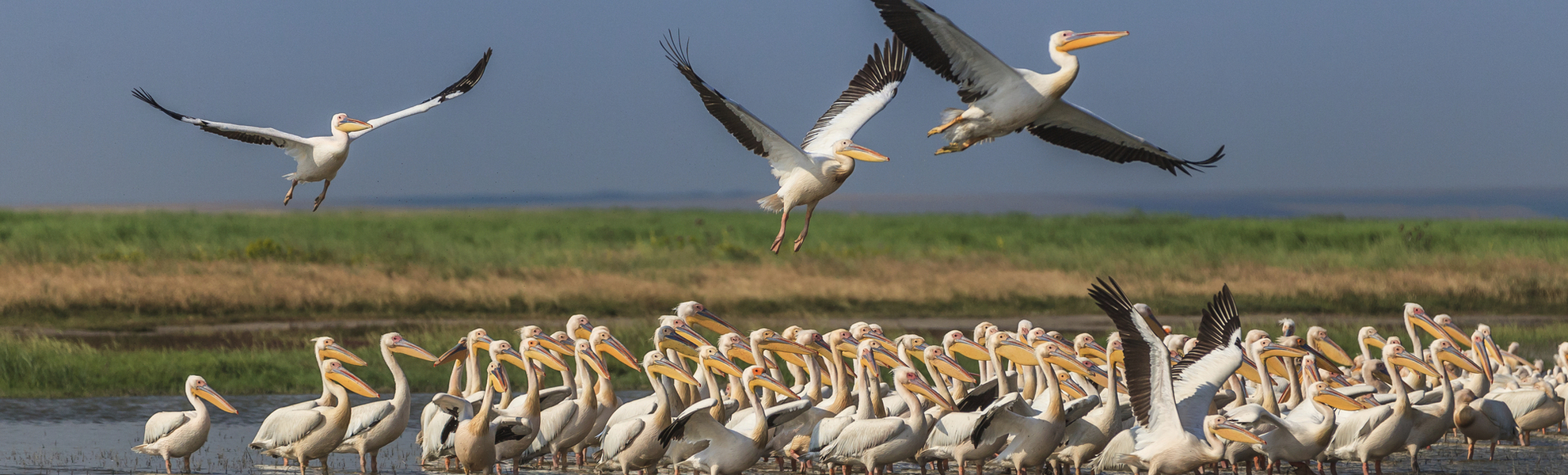 Pelikane im Donaudelta, Rumänien