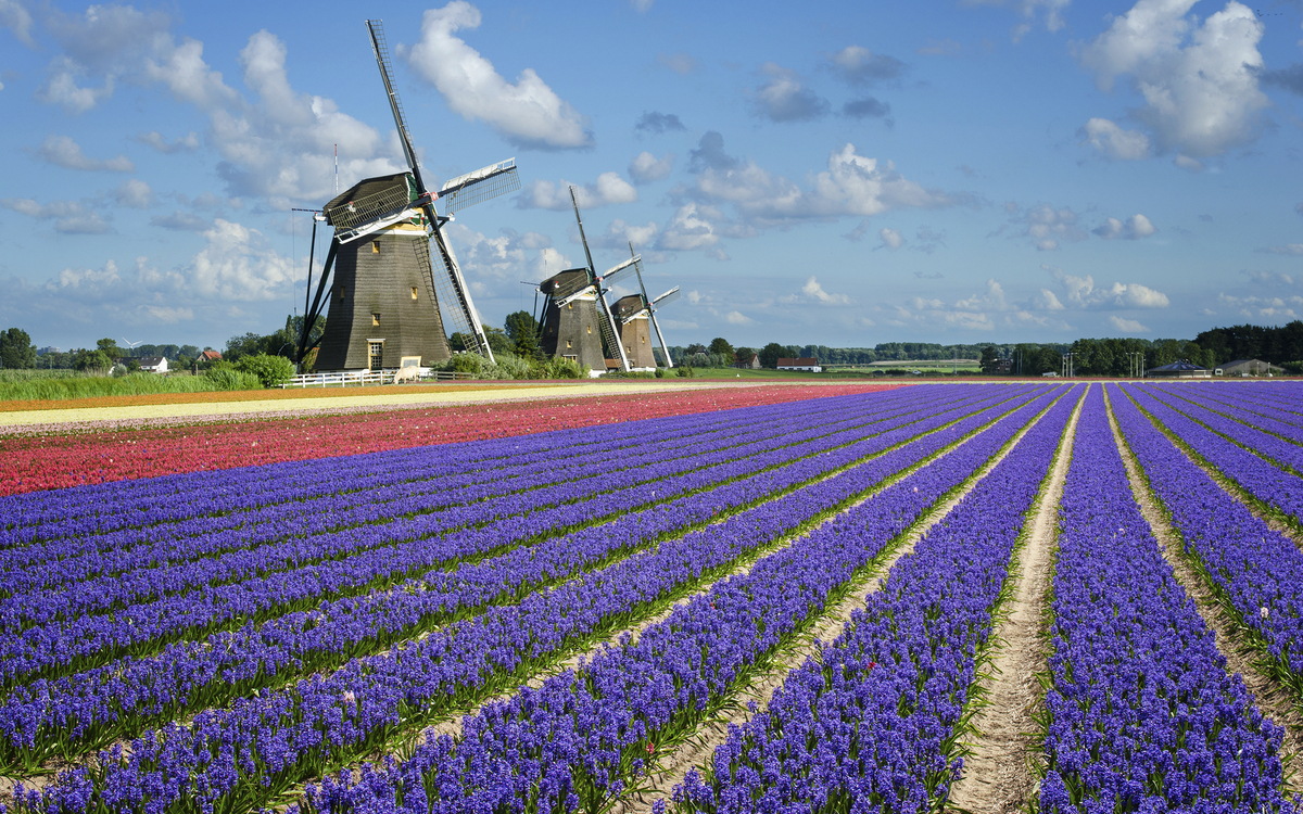 Bunt leuchten die Blumen auf dem Keukenhof, Niederlande