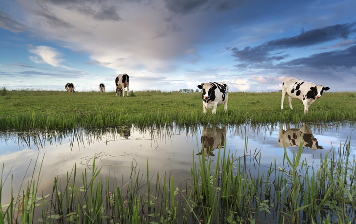 Kühe auf der Weide, Niederlande