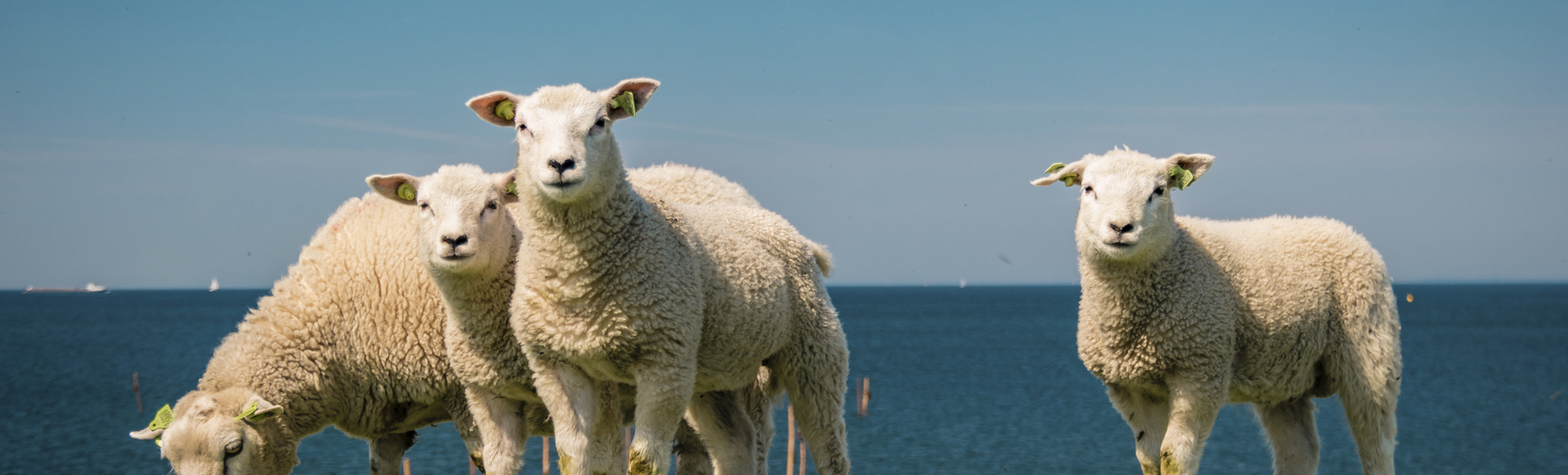 Schafe auf dem Deich, Niederlande