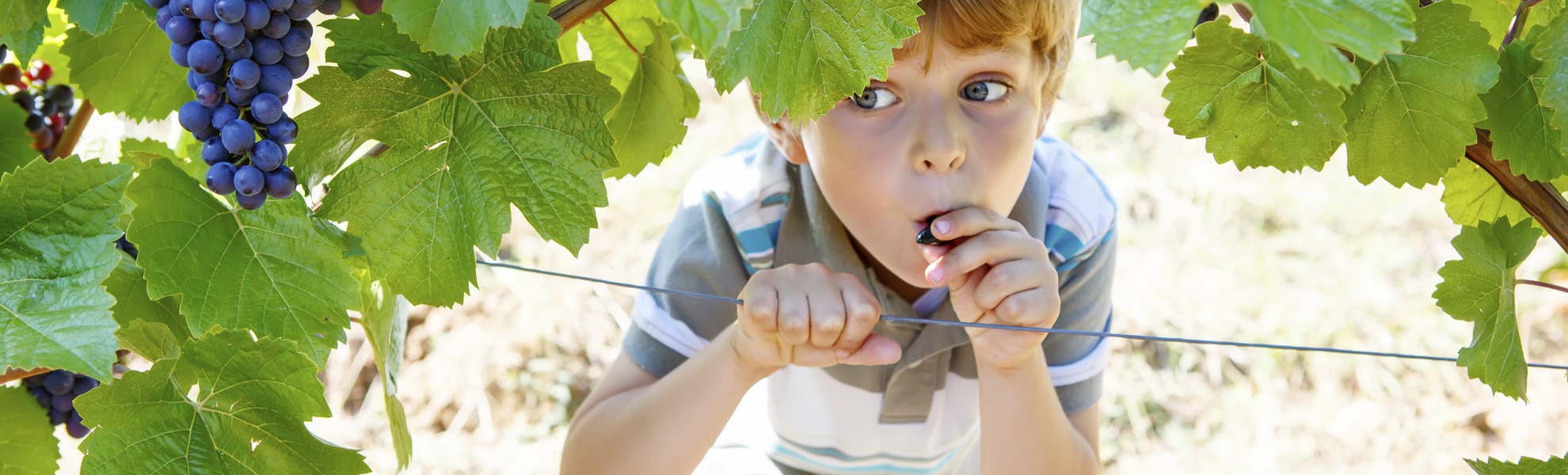 Kind isst Weintrauben, Deutschland