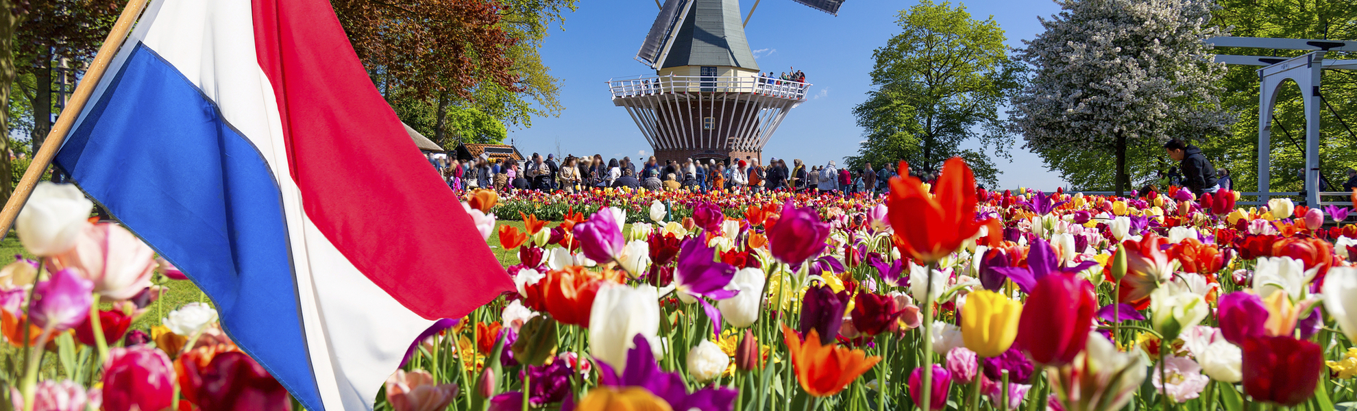 Tulpenfeld mir Landesflagge und Windmühle