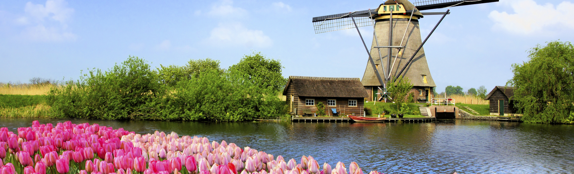 Windmühle mit Tulpenfeld