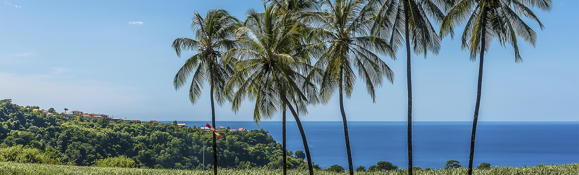 Palmen in Martinique, Karibik