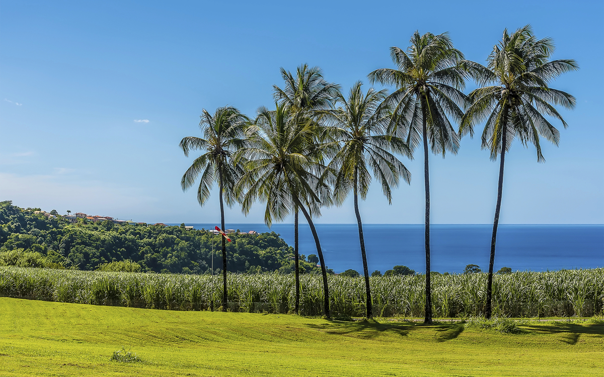 Palmen in Martinique, Karibik