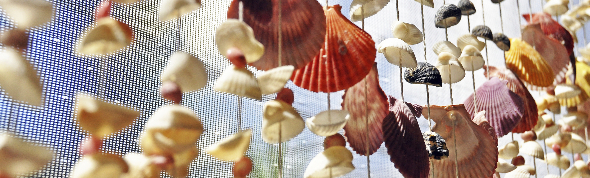 Muscheln aus dem karibischen Meer