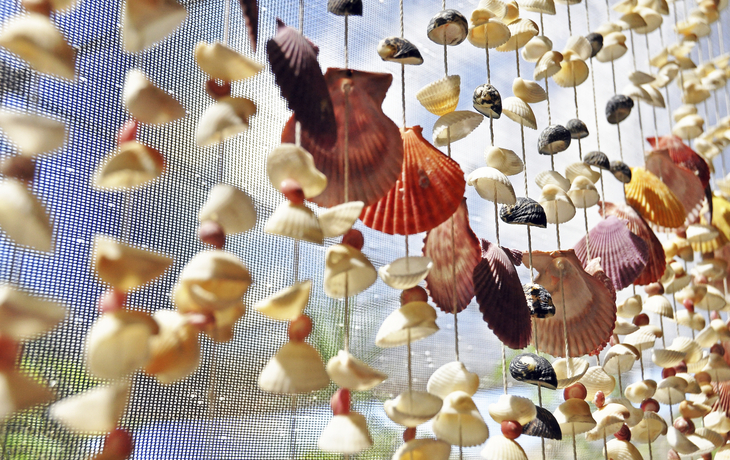 Muscheln aus dem karibischen Meer