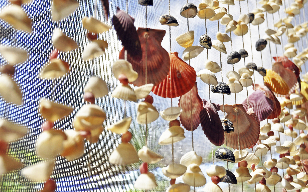 Muscheln aus dem karibischen Meer