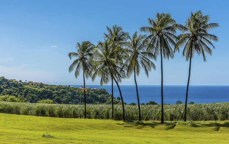 Palmen in Martinique, Karibik