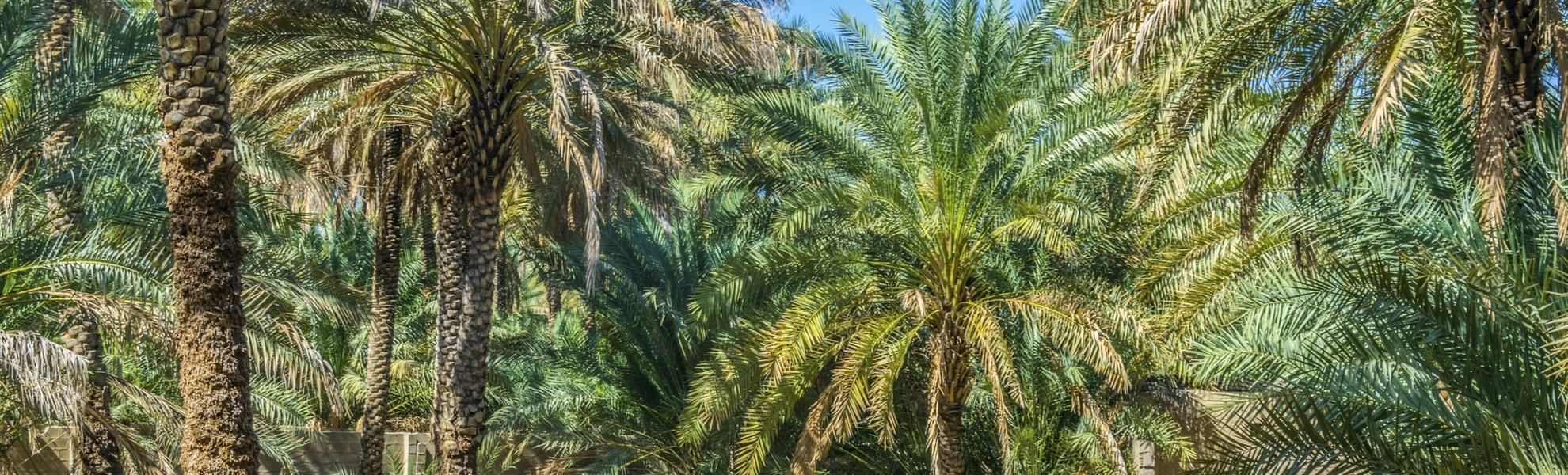 Al Ain Oase in Abu Dhabi, VAE