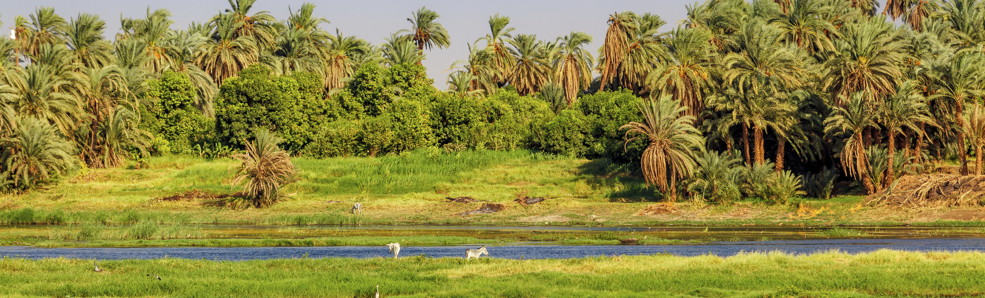 Esel auf einer Weide am Nilufer in Ägypten