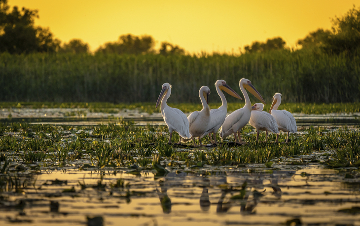 Pelikane im Donaudelta, Rumänien