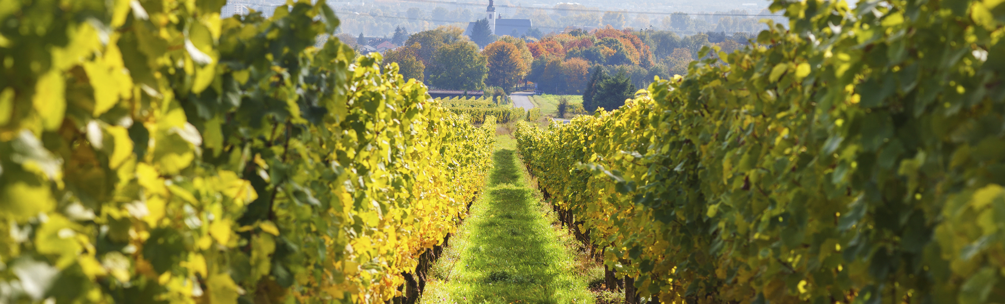 Weinberge an der Mosel, Deutschland