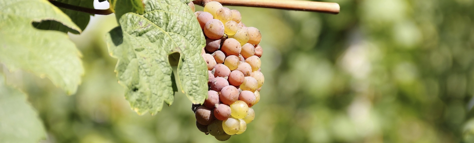 Traubenstock in Cochem, Deutschland
