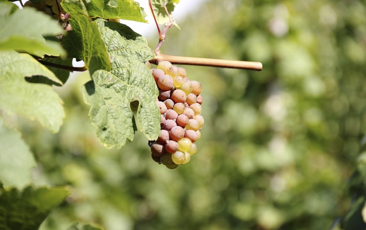 Traubenstock in Cochem, Deutschland