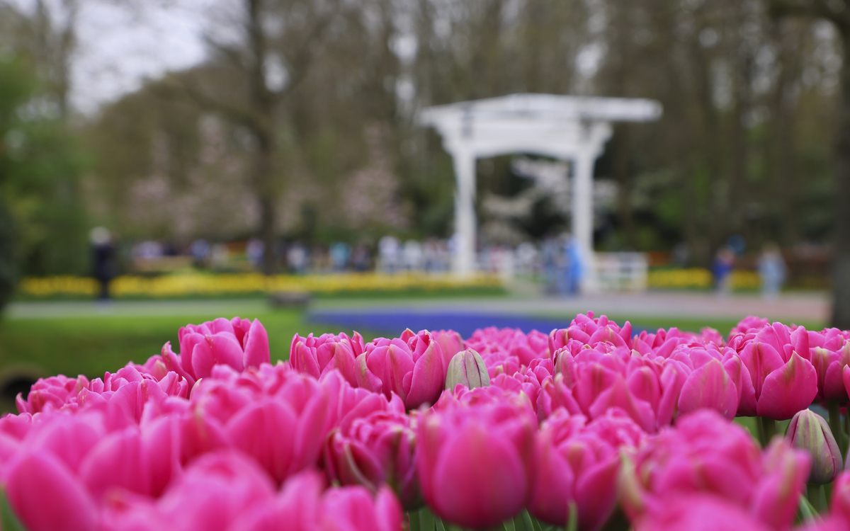 Keukenhof Impressionen