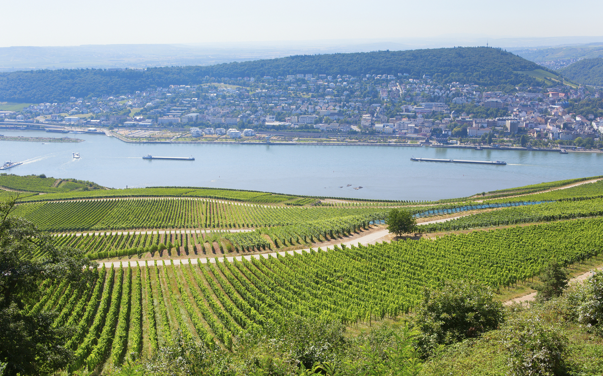 Weinreben in Rüdesheim, Deutschland