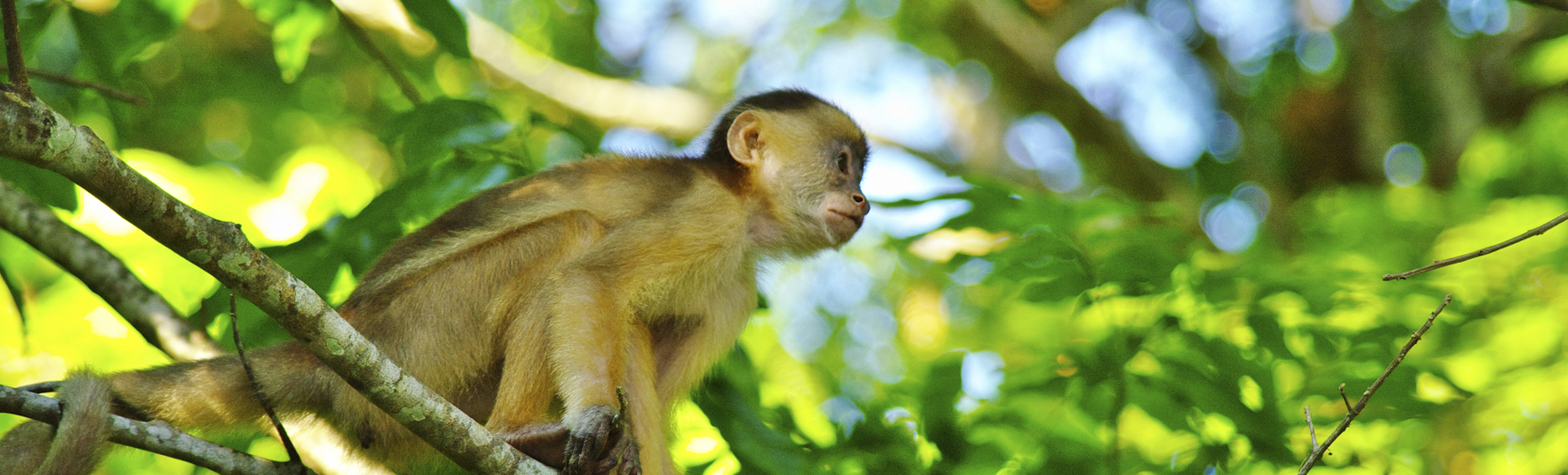 Kapuziner-Affe in seinem natürlichen Lebensraum