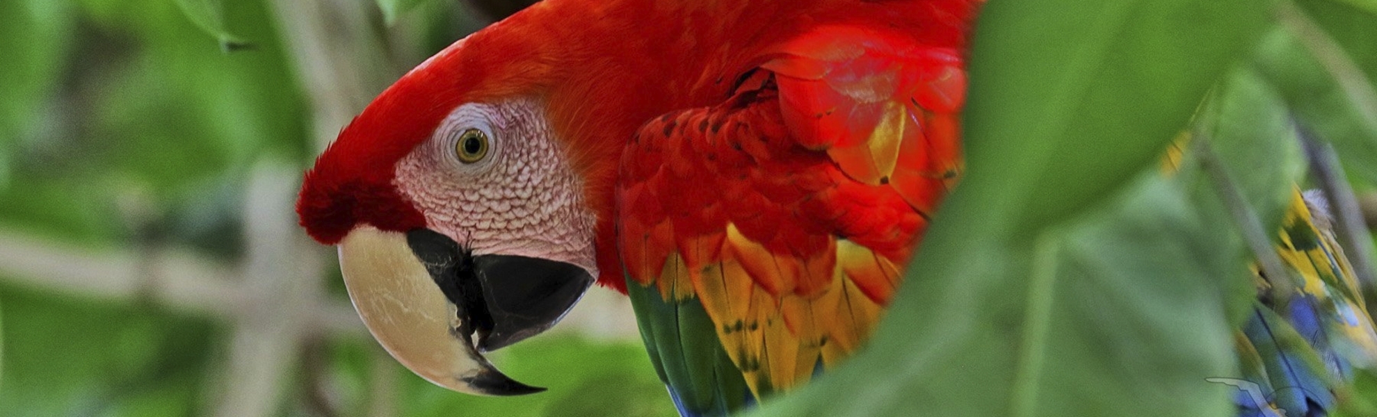 Papagei im Regenwald von Brasilien