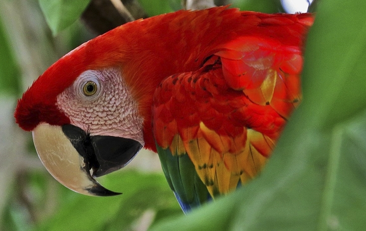 Papagei im Regenwald von Brasilien