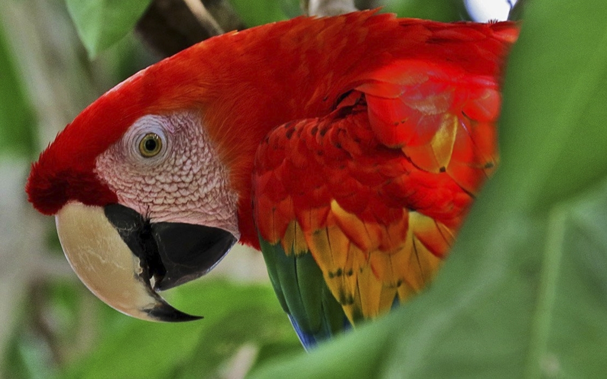 Papagei im Regenwald von Brasilien