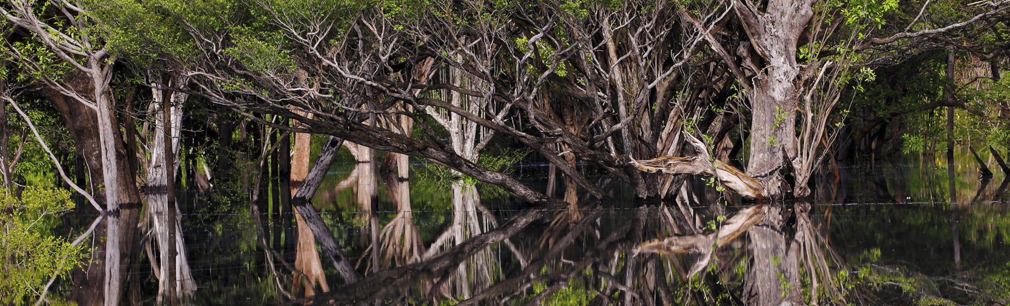 Bootsausflug durch die Mangroven im Regenwald von Brasilien