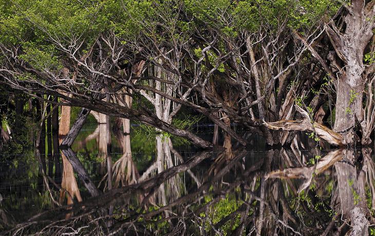 Bootsausflug durch die Mangroven im Regenwald von Brasilien