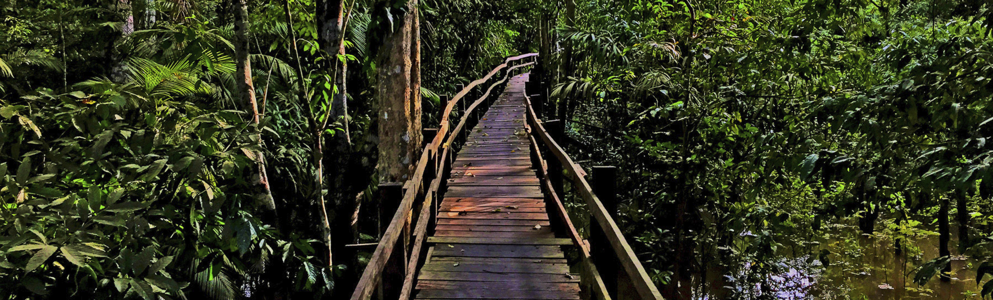 Hängebrücke durch den Regenwald, Brasilien