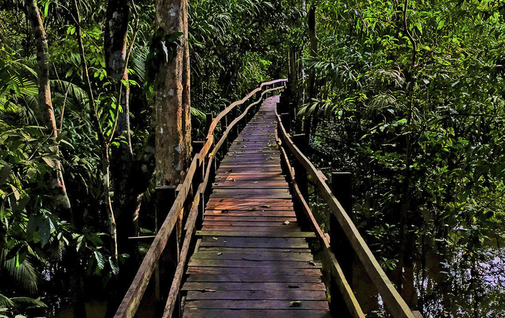 Hängebrücke durch den Regenwald, Brasilien