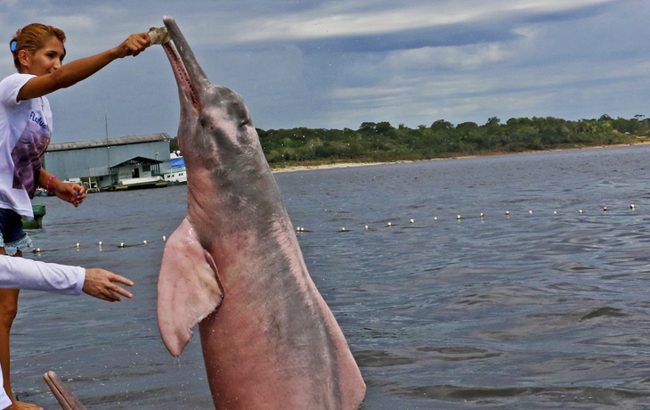 Phoenix Reiseleiter neben einem Amazonasdelfin