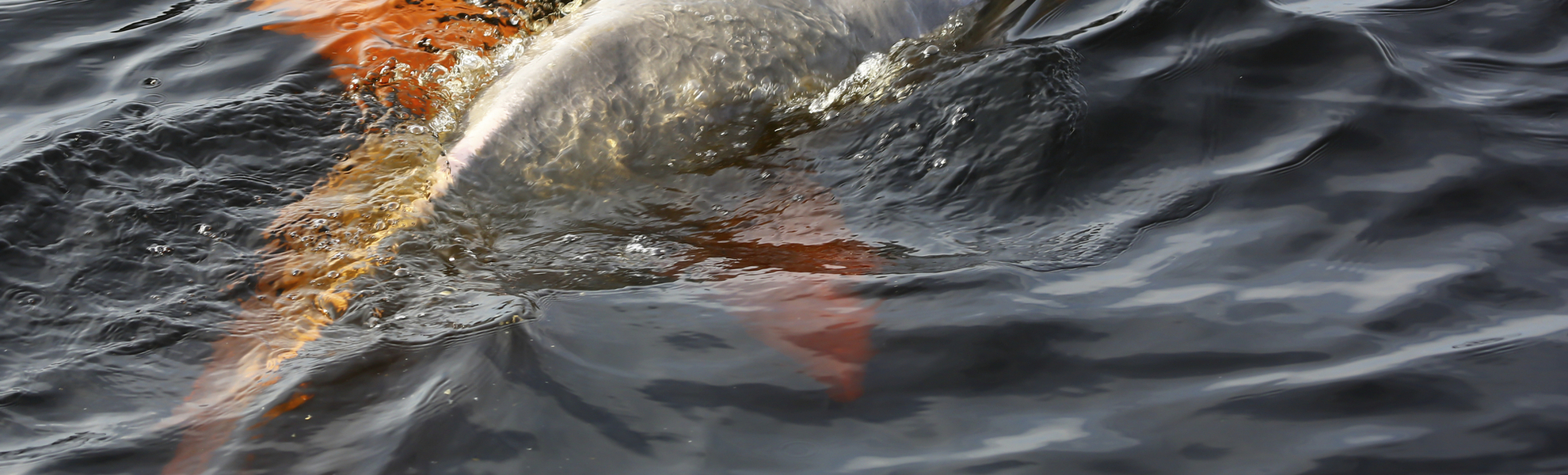 Amazoansdelfin, Brasilien