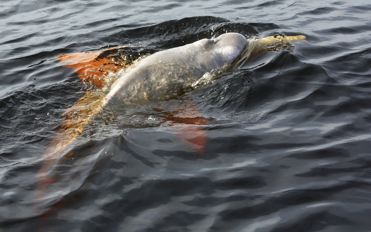 Amazoansdelfin, Brasilien