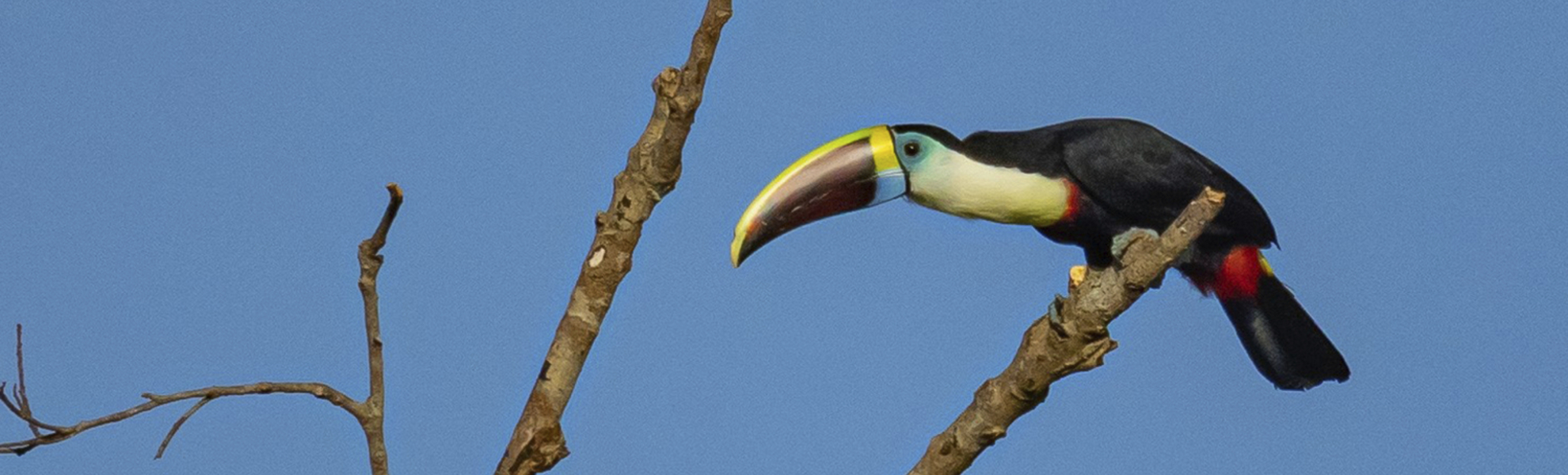 Tierwelt am Amazonas