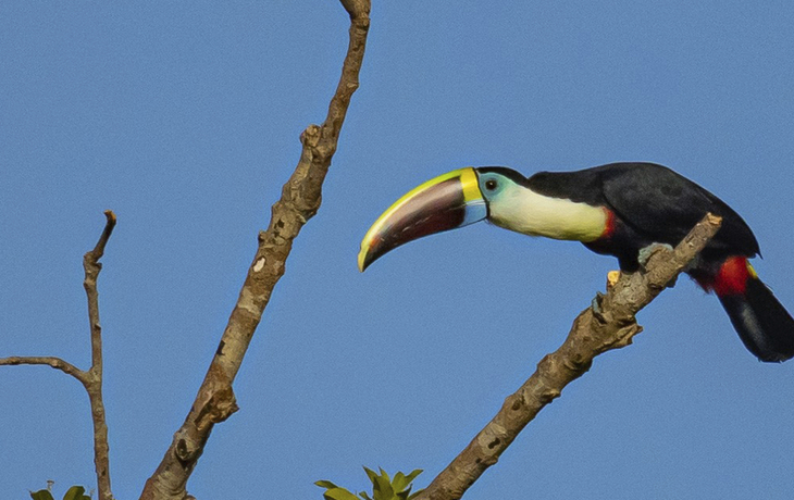 Tierwelt am Amazonas