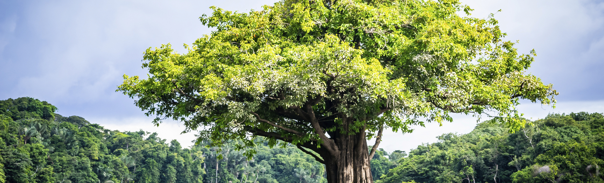 Anavilhanas National Park, Brasilien