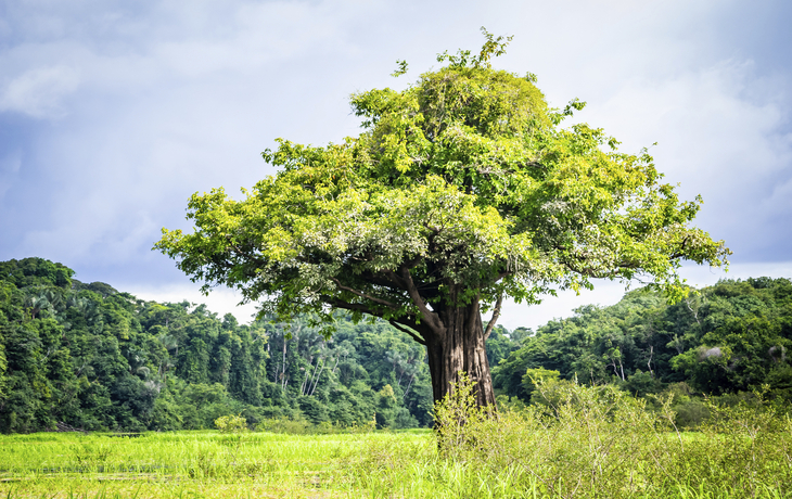 Anavilhanas National Park, Brasilien