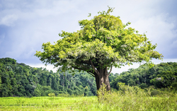 Anavilhanas National Park, Brasilien