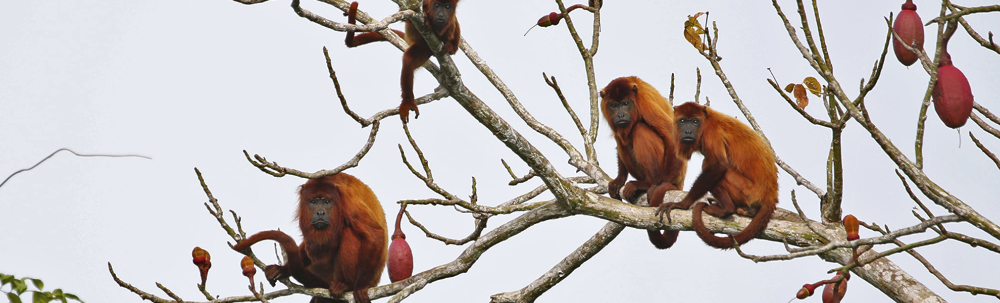 Tierwelt am Amazonas