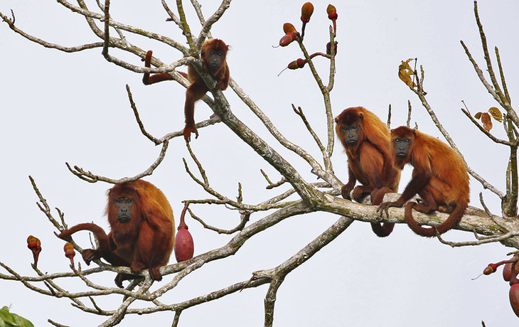 Tierwelt am Amazonas