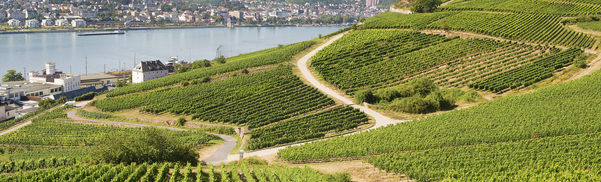 Weinberge in Rüdesheim, Deutschland